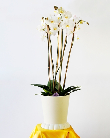 Standard size, 37 inches height and 14 inches wide.