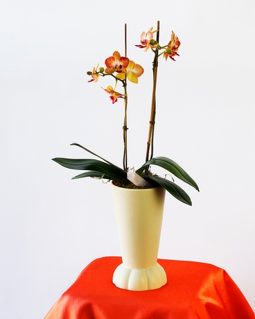 Standard size, 21 inches height and 6 inches wide.