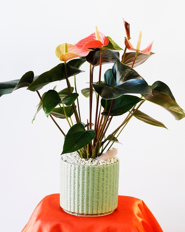 Peach Fuzz Anthurium Plant