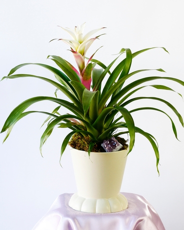 After Glow Bromeliad Plant