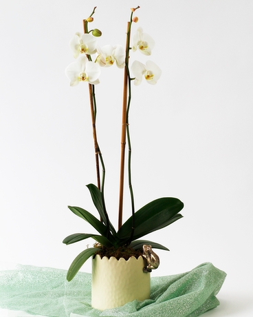 Bunny Tails | Double White Orchid Plant