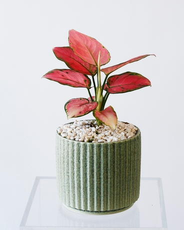 Standard size,  inches height and  inches wide.