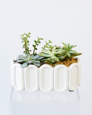 Bring the Zen Desktop Succulent Garden Plant