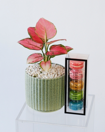 With Pink Aglaonema size,  inches height and  inches wide.