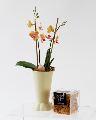 Standard size,  inches height and  inches wide.