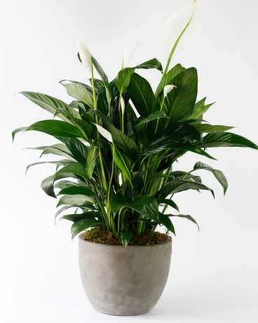 SPATHIPHYLLUM // Peace Lily // SMALL Flower Arrangement