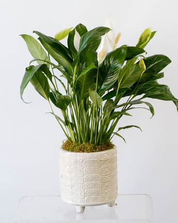 Small (6 inch Plant) // Yucatan Ceramic size,  inches height and  inches wide.