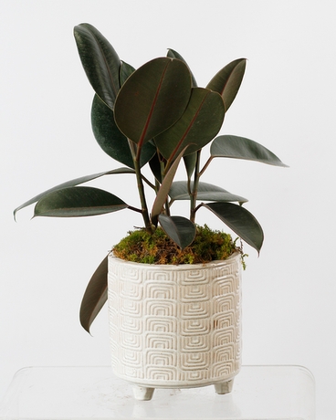 Ficus Elastica 'Burgundy' | Rubber Plant Flower Arrangement