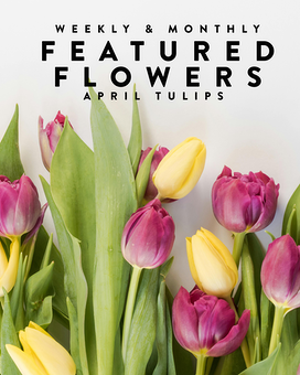 Deluxe size,  inches height and  inches wide.